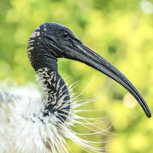 Meet your Posher, Mia